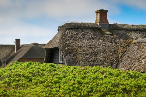 Traditional thatched cottages surrounded by bushes of dog rose (Rosa canina), Houvig, Ringkøbing