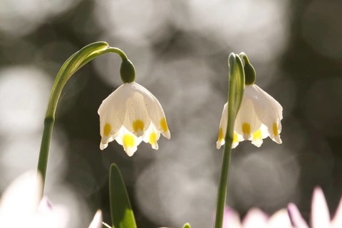 Beautiful spring snowflake (Leucojum vernum), March, Germany