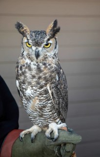 Lakewood, Colorado, A great horned owl was on display at the pre-Halloween Haunted Trail event at
