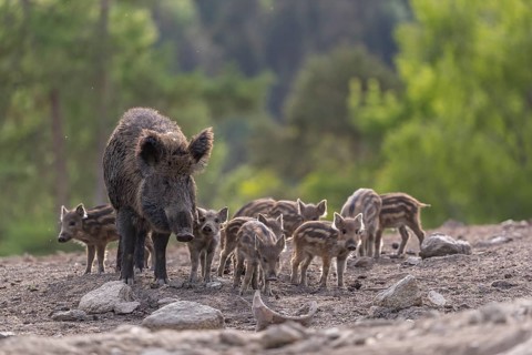 One adult female wild boar or wild pig (Sus scrofa), with a group of piglets standing on an opening