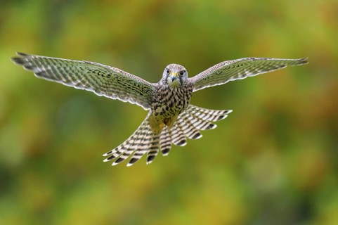Common Kestrel (Falco tinnunculus) female flying, Lower Saxony, Germany