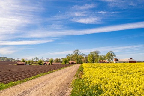 Gravel road to a small village in the countryside with flowering rapeseed field a sunny spring day,