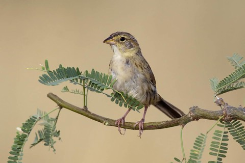 Cassin's Sparrow Aimophila cassinii Madera Canyon, Santa Rita Mountains, Arizona, United States 8