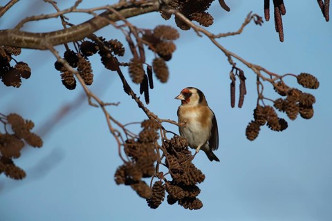 European goldfinch (Carduelis carduelis) adult bird on Alder (Alnus glutinosa) tree seeds in