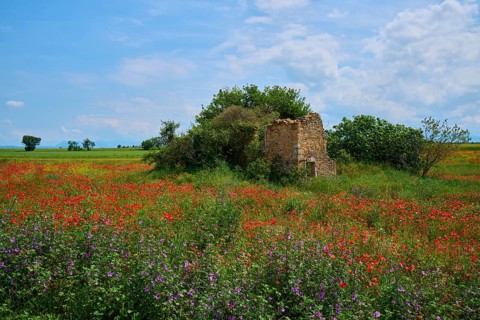 Meadow with poppies (Papaver), and abandoned ruin surrounded by trees, summer, Valensole,