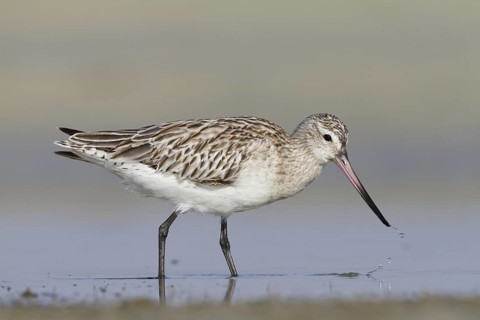 Bar-tailed Godwit (Limosa lapponica) foraging, Oman