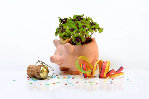 Lucky ceramic pig with shamrock plant and champagne cork, New Year