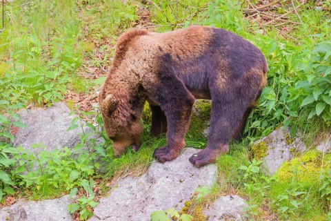 A young male Eurasian brown bear (Ursus arctos arctos) runs down a hill across a green meadow