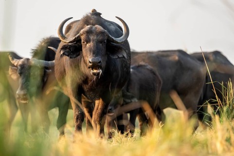 Cape buffalo (Syncerus caffer caffer) grazing, Ihaha, Chobe National Park, Botswana
