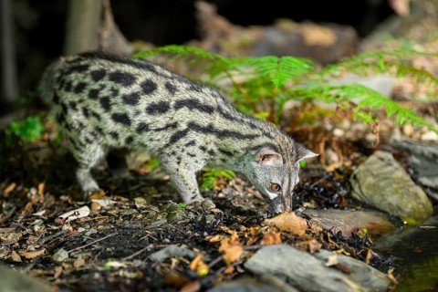 Common genet (Genetta genetta), wildlife in a forest, Montseny National Park, Catalonia, Spain