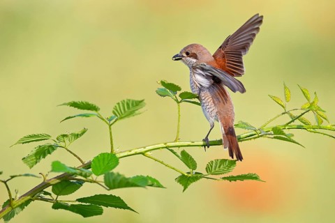 Red-backed shrike (Lanius collurio), Pie-griËche Ècorcheur, AlcaudÛn Dorsirrojo, Spider, spider,