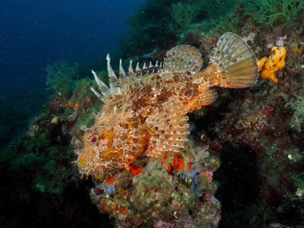 Camouflaged scorpionfish, red scorpionfish (Scorpaena scrofa), on a reef, dive site: Cap de Creus