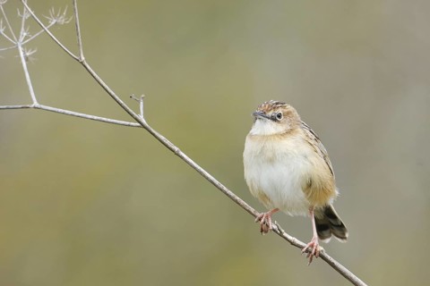 Zitting Cisticola (Cisticola juncidis), Mallorca, Spain