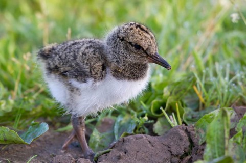Eurasian Oystercatcher (Haematopus ostralegus) chick, Texel, Netherlands