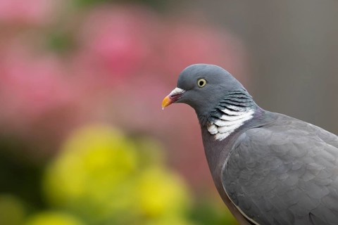 Wood pigeon (Columba palumbus) adult garden bird head portrait, Suffolk, England, United Kingdom