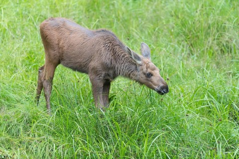 Moose (Alces alces) calf standing on a wet meadow. Green grass around
