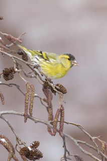 Eurasian Siskin (Spinus spinus) male, St. Gallen, Switzerland