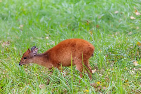 A female red forest duiker, Natal duiker or Natal red duiker (Cephalophus natalensis) grazes on a