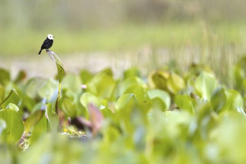 White-headed Marsh Tyrant (Arundinicola leucocephala) male, Chapada Diamantina, Brazil