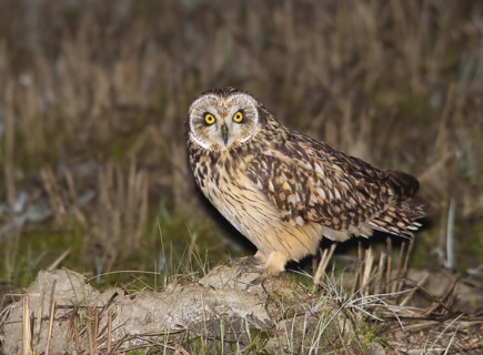 Short-eared Owl (Asio flammeus), Vila Franca de Xira, Portugal