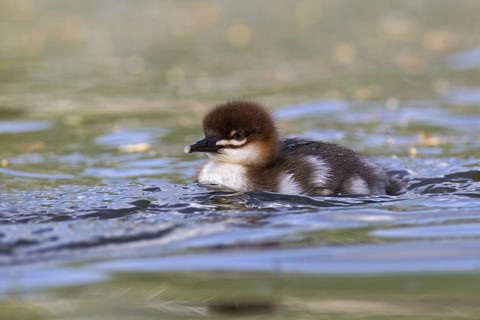 Common Merganser (Mergus merganser) chick, Mecklenburg-Western Pomerania, Germany