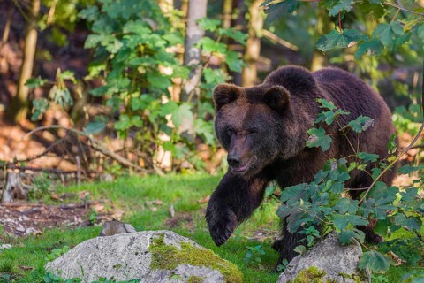 A young male Eurasian brown bear (Ursus arctos arctos) stands on a forest edge behind green