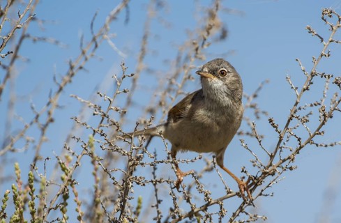 Spectacled Warbler (Sylvia conspicillata) female, Fuerteventura, Spain
