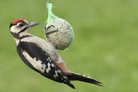 Great Spotted Woodpecker (Dendrocopos major) juvenile, Lower Saxony, Germany