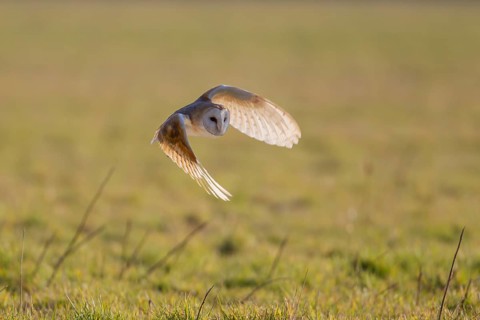 Barn owl (Tyto alba) adult bird in flight hunting during the day, Norfolk, England, United Kingdom