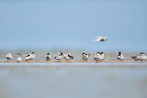 Elegant tern (Thalasseus elegans) standing on a sandbank, hunting, ebro delta, Catalonia, Spain