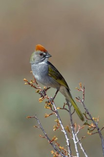 Green-tailed Towhee Pipilo chlorurus Bodie, California, United States 13 May Adult Emberizidae