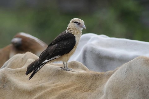 Yellow-headed Caracara (Milvago chimachima), Pantanal, Brazil