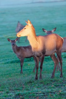 A herd of female Altai marals (Cervus canadensis sibiricus) stands in a meadow in the first light