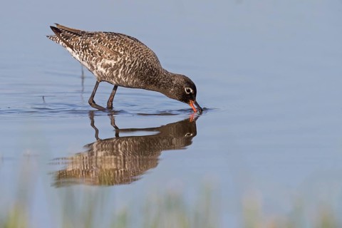 Dunkler Wasserläufer, Spotted Redshank, Tringa erythropus, Chevalier arlequin, Archibebe Oscuro