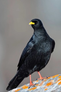 Alpendohle, Alpine Chough, Yellow-billed Chough, Pyrrhocorax graculus, Chocard à bec jaune, Chova