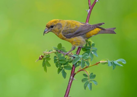 Red Crossbill (Loxia curvirostra) - Victoria BC, Canada