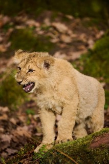 Asiatic lion (Panthera leo persica) cub standing on the ground, captive