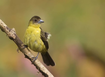 Lemon-rumped Tanager (Ramphocelus icteronotus) female, Santo Domingo, Ecuador