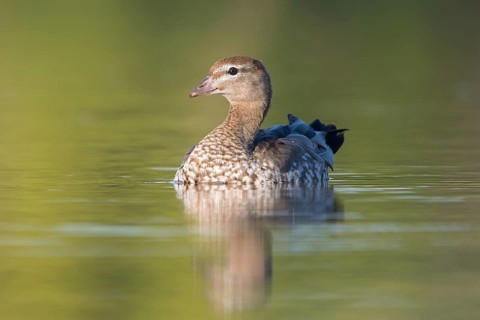 Maned Duck (Chenonetta jubata) female, Victoria, Australia