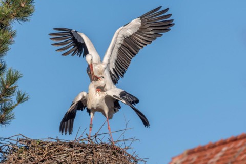 Mating white storks in courtship display (ciconia ciconia) on their nest in spring. Bas Rhin,