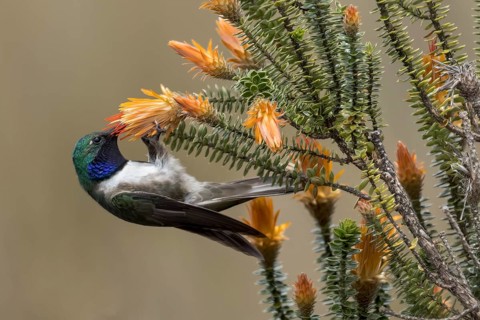 Blue-throated Hillstar (Oreotrochilus cyanolaemus) perched on a branch in the Andes Mountains in