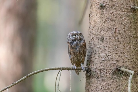 One Eurasian scops owl (Otus scops) sitting on a twig with a forest in the background