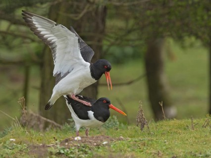 Eurasian Oystercatcher (Haematopus ostralegus) pair mating, United Kingdom
