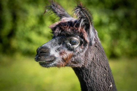 A black alpaca seen in side profile, set against a summery natural backdrop, alpaca (Vicugna