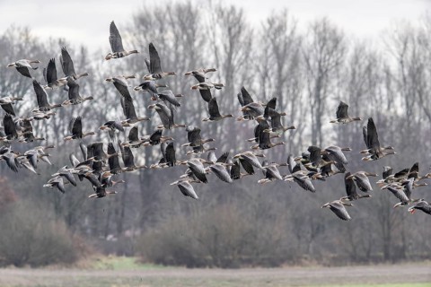 White-fronted geese (Anser albifrons), Emsland, Lower Saxony, Germany