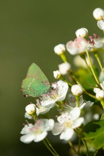 Green hairstreak butterfly (Callophrys rubi) adult insect feeding on white flowers in spring, RSPB