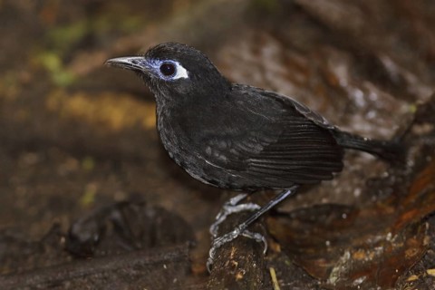 Blue-lored Antbird (Myrmeciza immaculata), Ecuador