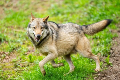 European gray wolf (Canis lupus lupus) on a meadow, Germany