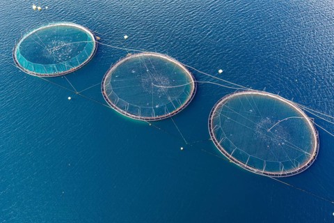 Cages of a salmon farm, at Raften at the Raftsund, the waterway between Lofoten and Vesteralen,