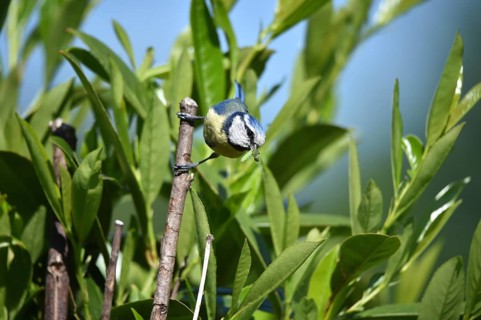 A blue tit sits on a branch surrounded by green leaves in the sunshine, blue tit Cyanistes